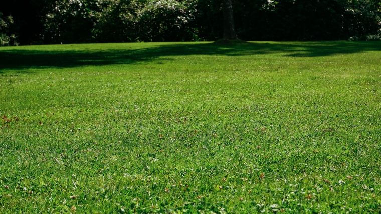 Preparar el terreno con compost puede ayudarte a tener un jardín verde todo el año. Preparar el terreno con compost puede ayudarte a tener un jardín verde todo el año.