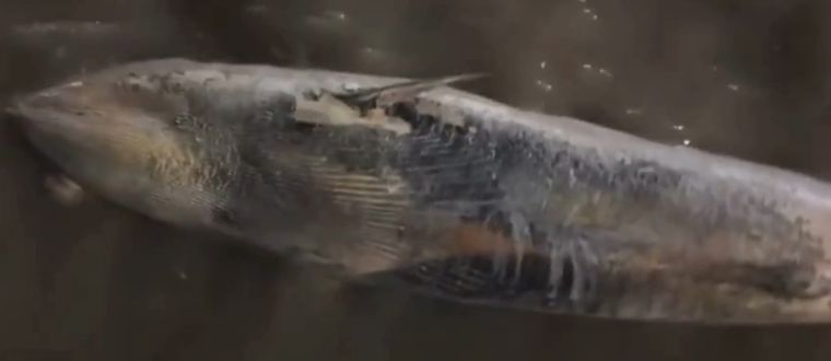 Hasta la mañana del martes, las autoridades municipales no habían emitido un comunicado oficial ni desplegado operativos para retirar el cuerpo de la ballena.