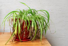 Este abono casero resucita cualquier tipo de planta Foto: SHUTERSTOCK