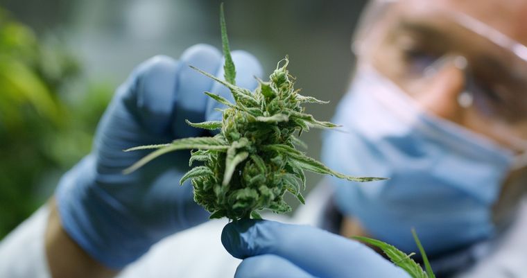 Por segundo año, se dicta el curso “Actualización de la evidencia disponible para prescripción racional de cannabinoides?” dentro del Colegio de Médicos de Rosario Foto: Shutterstock