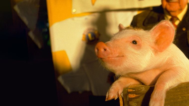 La película Babe, el cerdito valiente es un clásico de la década del 90