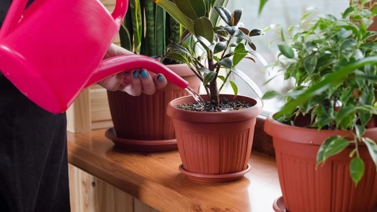 Con este fertilizante casero podrás hacer florecer tus plantas del jardín Foto: Shutterstock