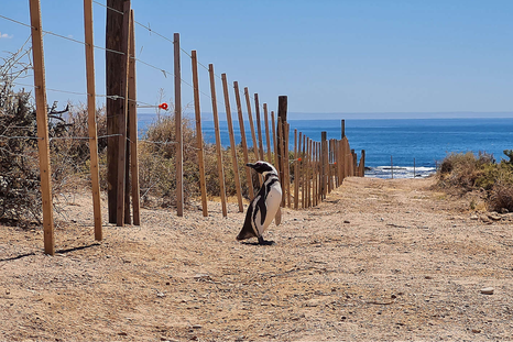 El productor agropecuario Ricardo La Regina fue condenado por la muerte de cientos de pinguinos en Punta Tombo. Foto: Greenpeace El productor agropecuario Ricardo La Regina fue condenado por la muerte de cientos de pinguinos en Punta Tombo. Foto: Greenpeace