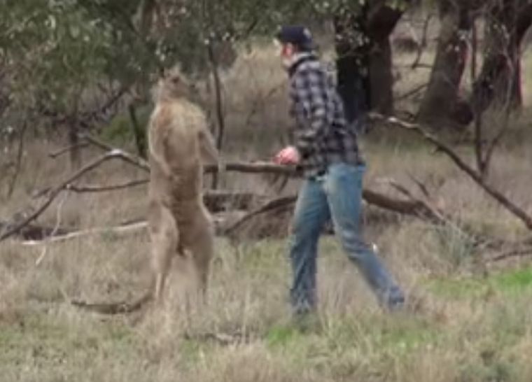 Enfrentamiento El momento de la pelea entre el hombre y el canguro.