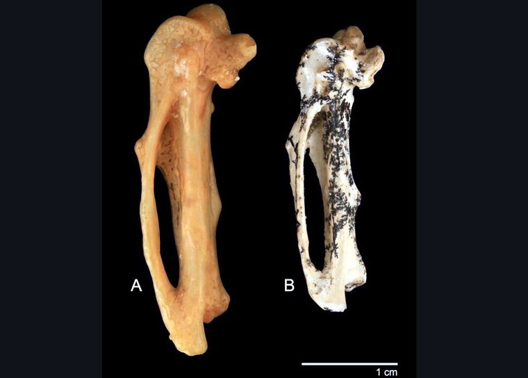 Los restos fósiles del ave del descubrimiento en Australia. Foto Dpa Los restos fósiles del ave del descubrimiento en Australia. Foto Dpa