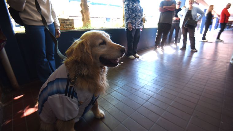 Vero se quedó junto a la golden retriever mientras su dueña votaba. Vero se quedó junto a la golden retriever mientras su dueña votaba.