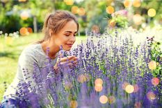 Utiliza compost o fertilizante orgánico una vez al mes para fortalecer tu lavanda. Foto: Shutterstock