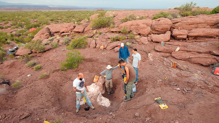 El descubrimiento de esta nueva especie, por parte de los investigadores del Conicet, fue en 2017