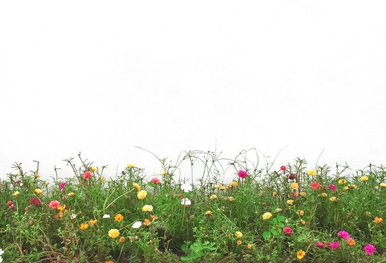 La rosa del desierto necesita principalmente luz para florecer. Foto: Shutterstock La rosa del desierto necesita principalmente luz para florecer. Foto: Shutterstock