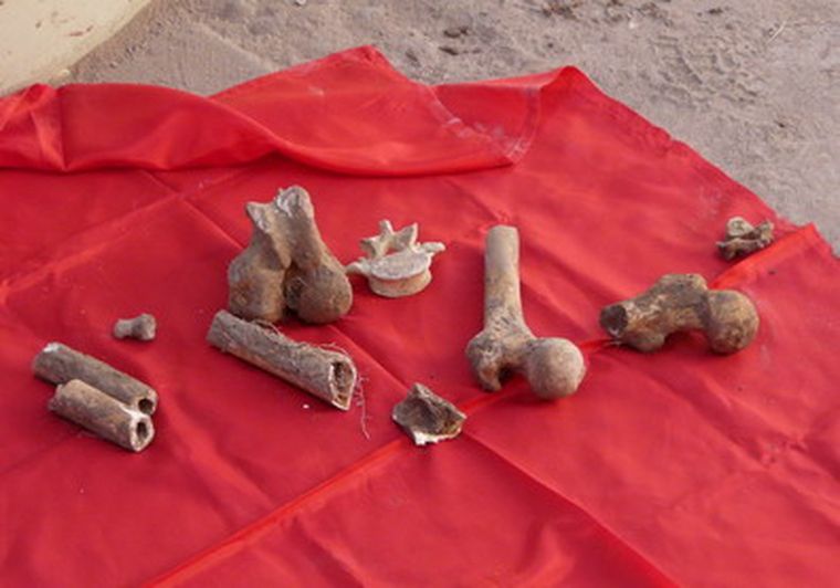 Los huesos aparecieron en el patio de la Municipalidad.