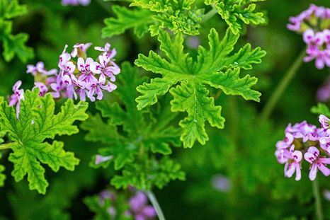 la planta que espanta mosquitos y deja un aroma fresco todo el dia la planta que espanta mosquitos y deja un aroma fresco todo el dia