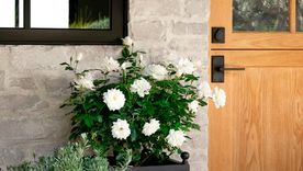 Plantas para interiores. Plantas para interiores.