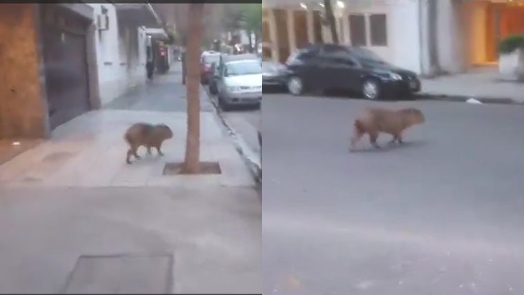 El carpincho apareció en el barrio porteño durante la tarde del martes Foto: X