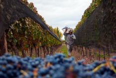 La cosecha. Foto: Pachy Reynoso / MDZ