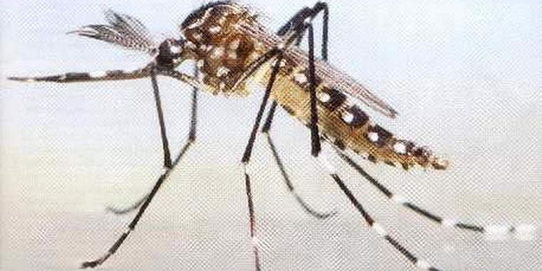 Mosquito transmisor del dengue.