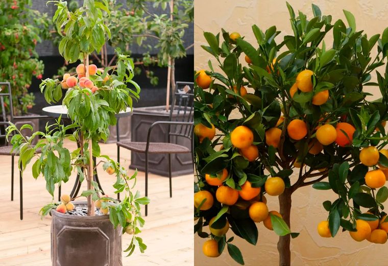 Durazno para patio (izq) y naranjos. Foto: Gentileza Alamy Peter D Anderson y Mauritius images GmbH