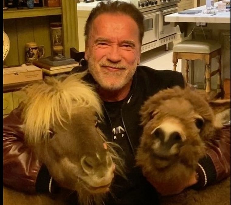 La atípica cuarentena de Terminator. Foto: Instagram