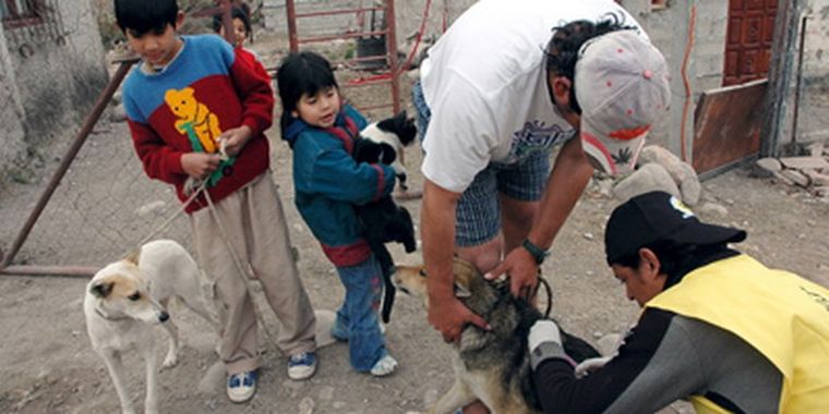 Sigue la campaña de castración en el departamento Norteño. Foto: Web