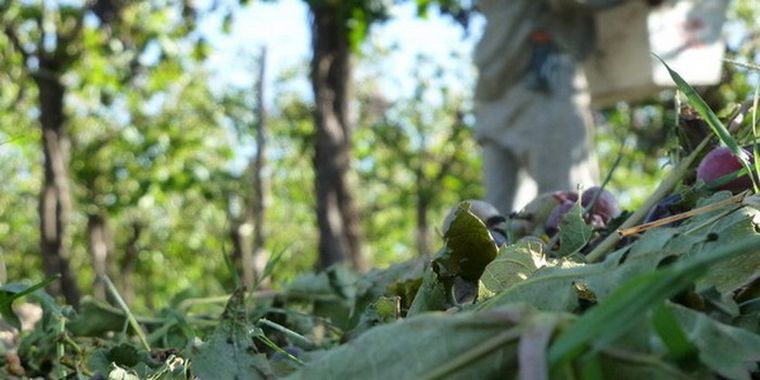 Foto: Gentileza Arriba el Este