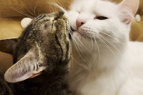 Esta conducta ayuda a reducir el estrés en los gatos y fortalecer la relación con las personas. Foto: Shutterstock Esta conducta ayuda a reducir el estrés en los gatos y fortalecer la relación con las personas. Foto: Shutterstock