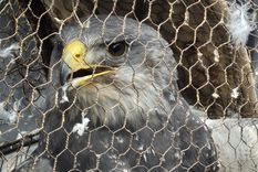 El águila mora fue capturada. Tres sujetos detenidos.&nbsp;