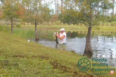 valiente: un hombre peleo con un caiman para salvar a su perro