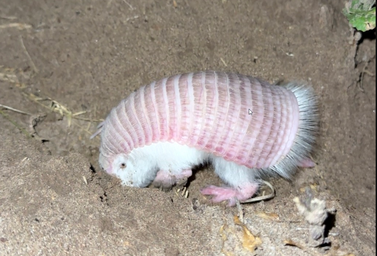 Se trata del hallazgo del armadilo más pequeño del mundo. Foto: Prensa Energía y Ambiente