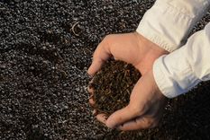 Prueban los beneficios nutricionales del orujo del Malbec