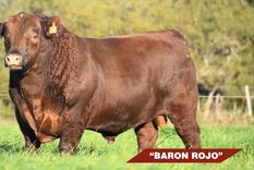 Barón Rojo fue exportado a Uruguay declarando un precio menor al vendido. El monitoreo que hizo la Aduana permitió descubrir la maniobra de evasión.