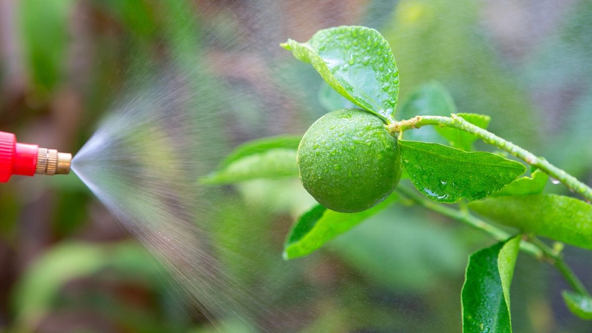 Por qué muchos rocían leche diluida en el limonero y qué beneficios tiene