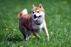 La criptomoneda usa un perro de la raza japonesa shiba inu como logotipo. Foto: Hogarmanía.