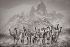 Eliseo Miciu, “Camélidos-El Chaitén” Foto: Gentileza