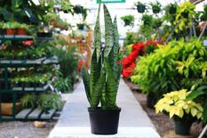 La lengua de suegra es una gran aliada en los días de mucho calor Foto: Cross Creek Nurserey & Landscaping