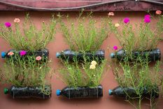 JARDÍN Las botellas de plástico se pueden reutilizar para realizar huertos de forma vertical Foto: SHUTTERSTOCK