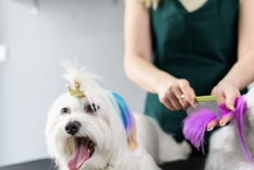 Un shampoo casero para las mascotas de tu hogar Foto: Archivo