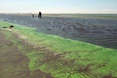 alerta por cianobacterias en el rio de la plata: que son y que efectos pueden causar alerta por cianobacterias en el rio de la plata: que son y que efectos pueden causar