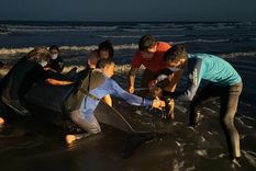 Un zifio juvenil, uno de los cetáceos menos conocidos, apareció herido en una playa céntrica de San Clemente de Tuyú.