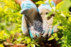 La urea, un insumo fundamental en la agroindustria, atraviesa mayormente el estrecho de Ormuz en su camino importador. La urea, un insumo fundamental en la agroindustria, atraviesa mayormente el estrecho de Ormuz en su camino importador.