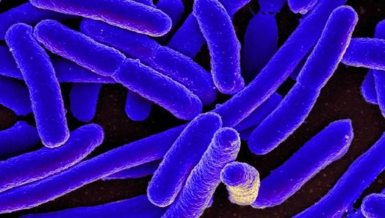 La bacteria con forma de bastón es conocida por causar estragos, pero hay cepas no patógenas que han tenido un rol histórico.