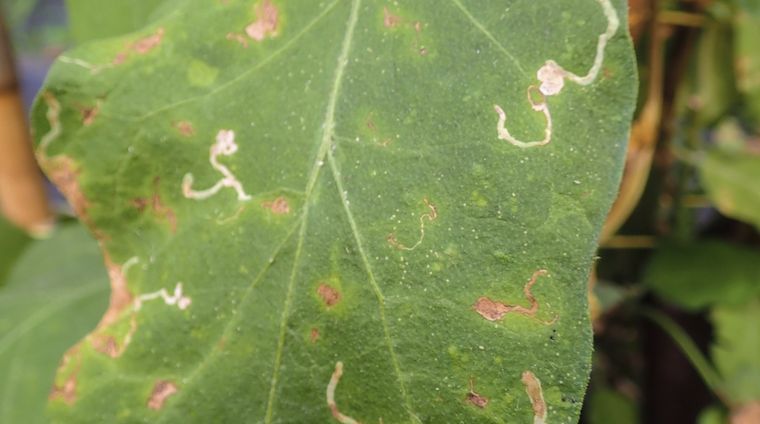 El gusano minador es una de las plagas más peligrosas del jardín. Foto: Shutterstock