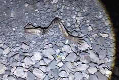 Los huesos encontrados a un costado de la ruta 52, en Las Heras.&nbsp;