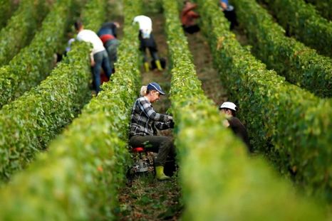 La renovación de la agricultura llega de la mano con la inteligencia artificial para mejorar la producción de alimentos.