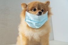 El perro había sido el primero en su especie en dar positivo a una prueba de coronavirus El perro había sido el primero en su especie en dar positivo a una prueba de coronavirus
