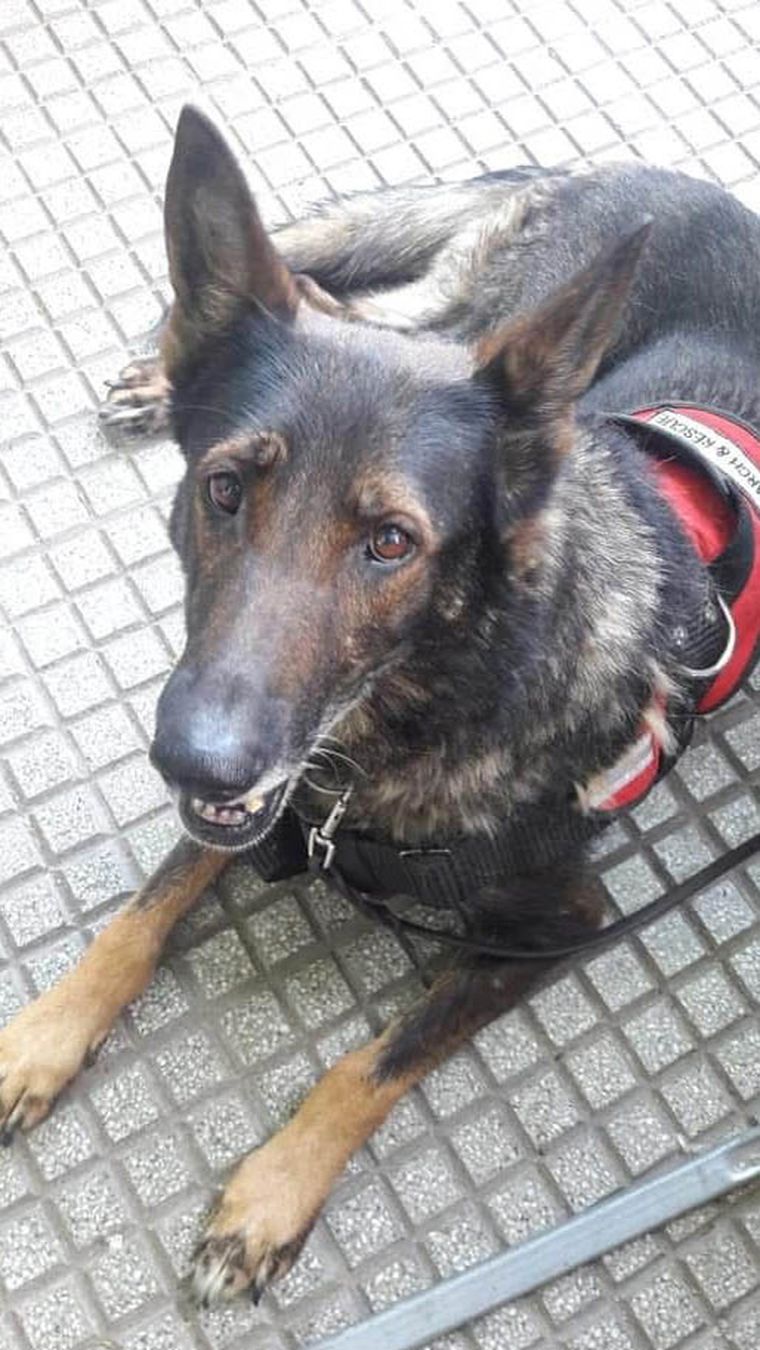 Ruca se mantuvo activa en casos criminales hasta el año 2021. Ruca se mantuvo activa en casos criminales hasta el año 2021.