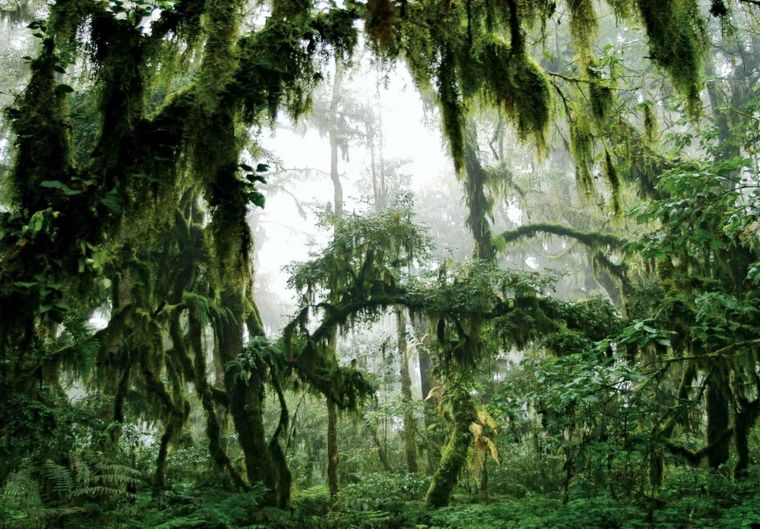 El paisaje de las yungas jujeñas cambia con la altura y ofrece una de las postales menos difundidas del norte argentino.