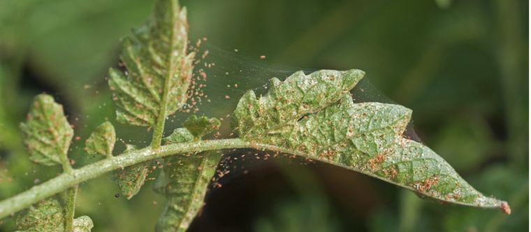 Las arañas rojas se alimentan de las células de las plantas Foto: Shutterstock