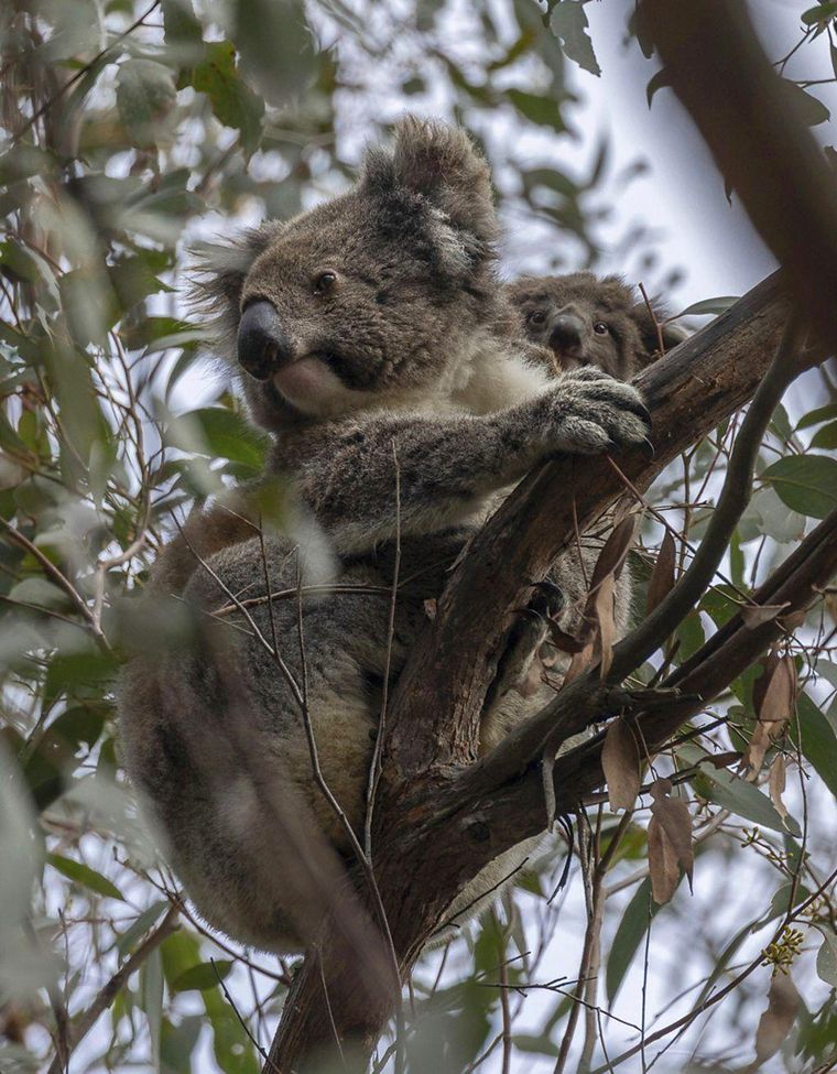 Una cría de koala se asoma detrás de su madre entre las ramas de los árboles de The Koala Sanctuary.