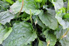 Llantén Un verdadero tesoro medicinal. Foto: Fuente: Shutterstock