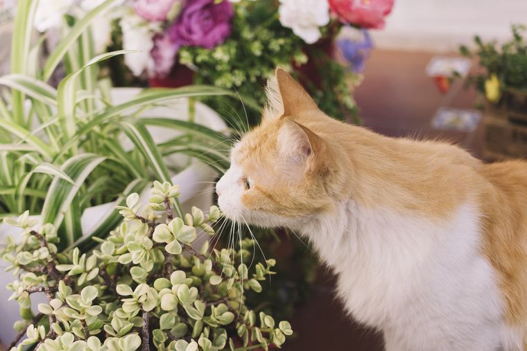 Convivir con un gato no implica renunciar a las plantas en casa, siempre que se elijan especies seguras.