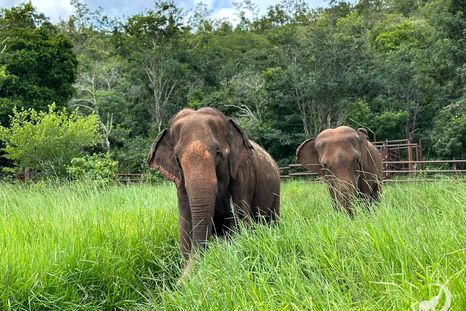 Las elefantas Rana y Mara en el santuario de Brasil Las elefantas Rana y Mara en el santuario de Brasil